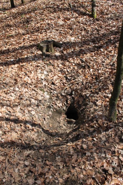 Ligne Maginot - L'endroit sert de PC à une famille de blaireaux - L'endroit sert de PC à une famille de blaireaux