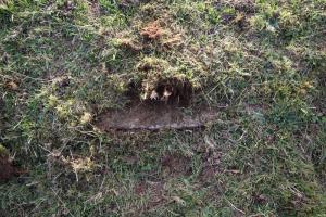 Ligne Maginot - TRITSCHENBUEHL - (Cuve pour arme d'infanterie) - Des traces de béton en grattant un peu la terre.