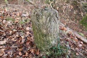 Ligne Maginot - BUCHWALD SUD - (Blockhaus pour arme infanterie) - Remarquable. Les aérations sont camouflées en petits troncs d'arbres