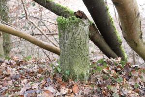 Ligne Maginot - BUCHWALD SUD - (Blockhaus pour arme infanterie) - Remarquable. Les aérations sont camouflées en petits troncs d'arbres