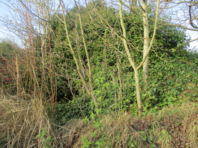 Ligne Maginot - B422 - CORON ROUGETTE (Blockhaus pour canon) - Visible de la rue  Jules Beaulieux.