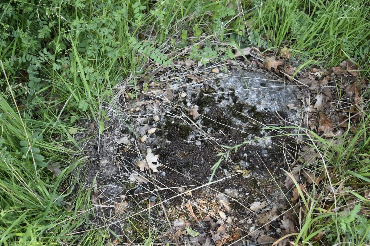 Ligne Maginot - G35 - Mastgreingrund Centre - Reste du toit affleurant.