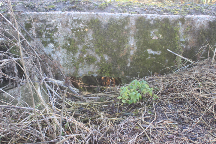 Ligne Maginot - RODENBERG 2 - (Blockhaus pour arme infanterie) - 