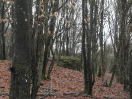 Ligne Maginot - HART CENTRE 2 - (Observatoire indeterminé) - Le bloc n'est plus approchable pour cause de cloture