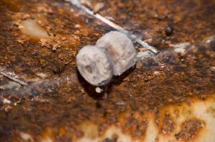 Ligne Maginot - WILLERHOF (BATTERIE DE) - (Position d'artillerie préparée) - Abri PC de batterie
Isolateur en bois