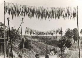 Ligne Maginot - SCHIESSECK - (Ouvrage d'artillerie) - Le chemin menant à l'entrée des munitions
Noter le dispositif de camouflage a destination de l'aviation ennemie