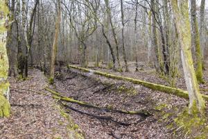 Ligne Maginot - REININGUE - (Dépôt de Munitions) - Limite du site - Clôture et fossé en font le tour.