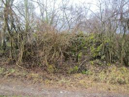 Ligne Maginot - G48 - OTTMARSHEIM - (Blockhaus pour arme infanterie) - Le bloc vue de l'arrière ne ressemble plus à grand chose surtout recouvert de végétation. les trois blocs bétonnés des photos précédentes se trouvent juste en arrière à gauche à quelques mètres.