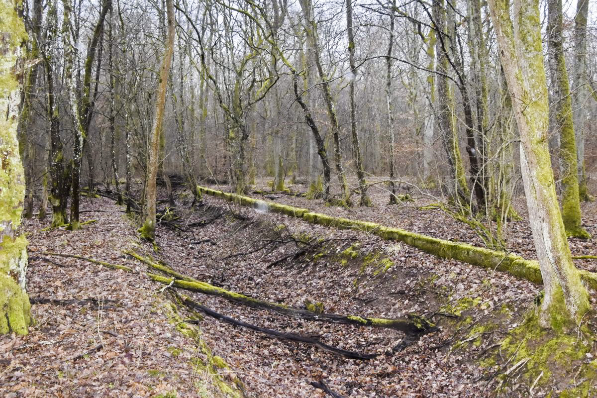 Ligne Maginot - REININGUE - (Dépôt de Munitions) - Limite du site - Clôture et fossé en font le tour.