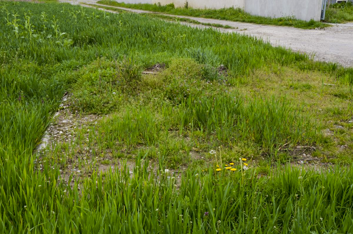 Ligne Maginot - D4 - (Chambre de coupure) - Chambre toujours en place, mais l'ouverture est soudée - D. Froehly