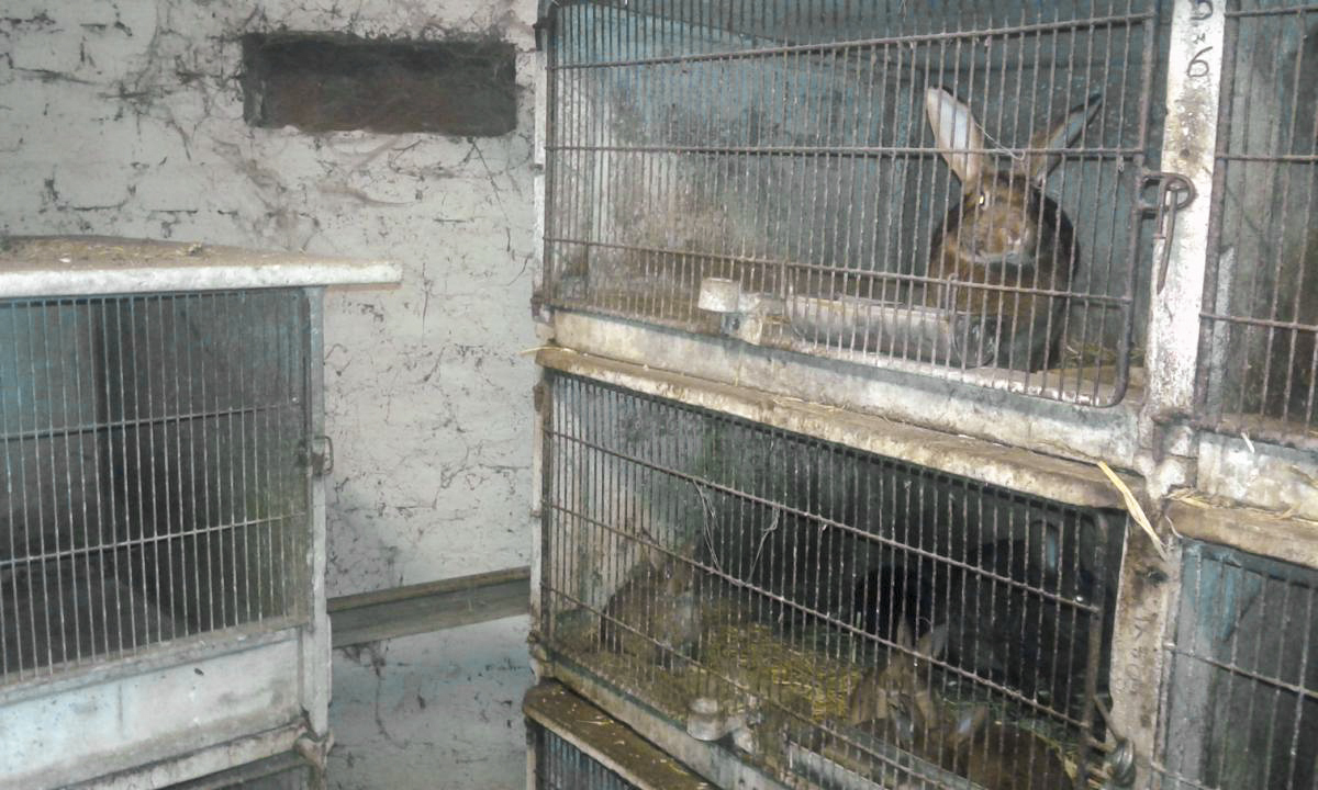 Ligne Maginot - Blockhaus UCKANGE Triage - Nouvelle vie du blockhaus : Clapier pour lapins