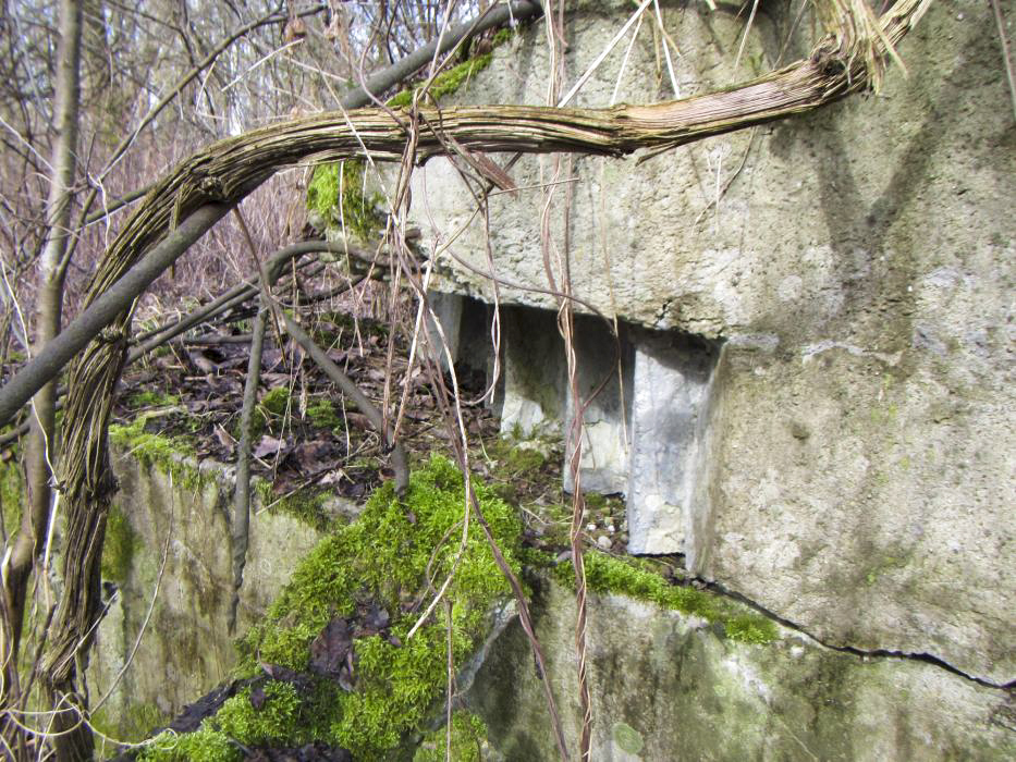 Ligne Maginot - G50 - HOMBOURG BERGE 1 - (Blockhaus pour arme infanterie) - Vestige du créneau de défense de l'abri. lLabri possède deux accès, un accès nord et un accés ouest.