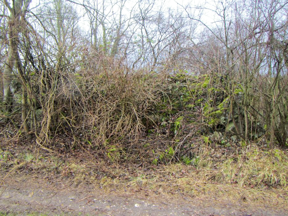 Ligne Maginot - G48 - OTTMARSHEIM - (Blockhaus pour arme infanterie) - Le bloc vue de l'arrière ne ressemble plus à grand chose surtout recouvert de végétation. les trois blocs bétonnés des photos précédentes se trouvent juste en arrière à gauche à quelques mètres.
