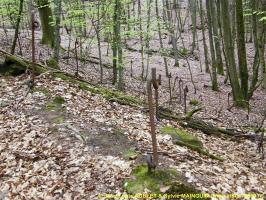 Ligne Maginot - MARKBACH - (Blockhaus pour arme infanterie) - Réseau de barbelés
