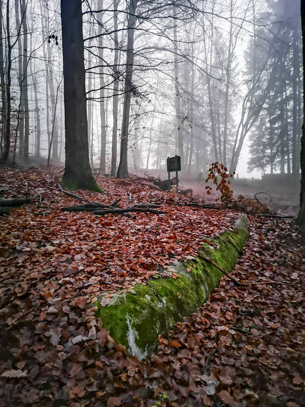 Ligne Maginot - U2 - (Chambre de coupure) - La chambre de coupure U2, en bordure d'un carrefour forestier.