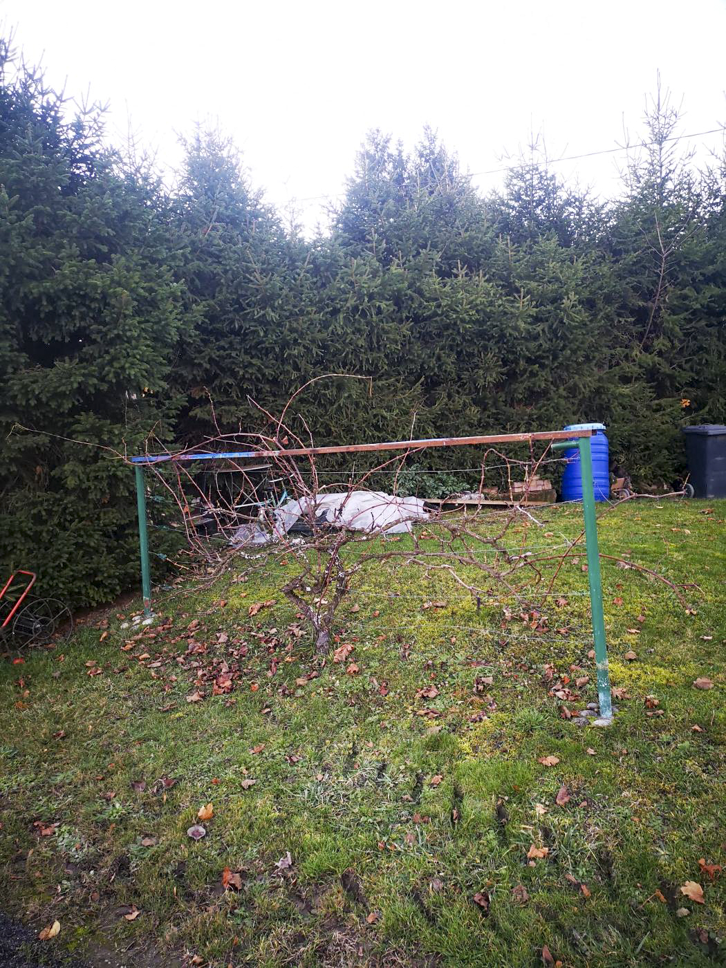 Ligne Maginot - W1 - (Chambre de coupure) - La chambre de coupure a aujourd'hui disparu, ensevelie. Elle se trouve au bout d'un jardin, dans une propriété privée.

On distingue encore la forme de la chambre sur le terrain.
Photo faite avec l'autorisation de la propriétaire.