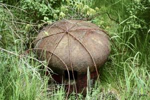 Ligne Maginot - SOETRICH - A11 - (Ouvrage d'artillerie) - Bloc 4
Le prise d'air avec les restes du camouflage