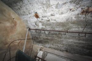 Ligne Maginot - DALHUNDEN EST - (PC de Sous-Quartier) - Les crochets pour hamac dans l'abri