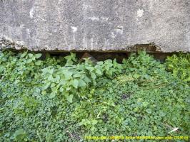 Ligne Maginot - CB109 - SENTZICH - (Blockhaus pour canon) - 