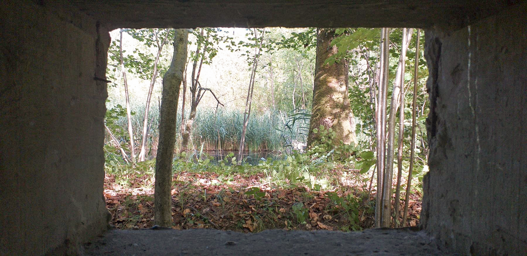 Ligne Maginot - BLAUELSANDKOEPFEL - (Blockhaus pour arme infanterie) - Vue depuis le créneau frontal (bras mort du Rhin)