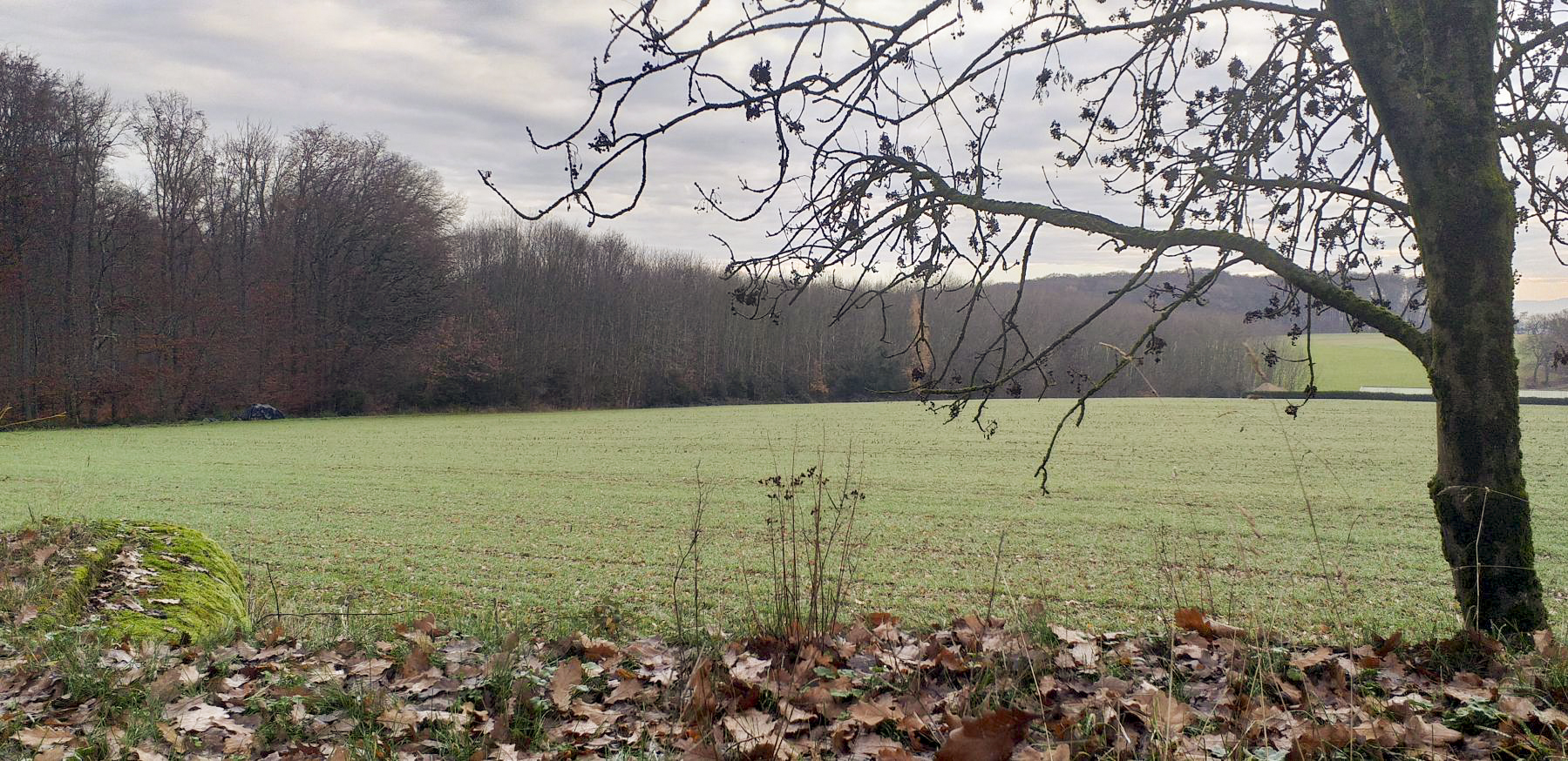 Ligne Maginot - DRACHENBRONN - (Blockhaus pour arme infanterie) - Direction de tir sur la lisière de l'Oberwald - Gregory Fuchs