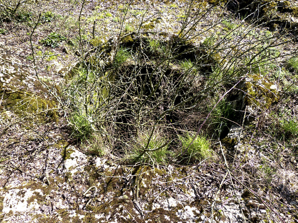 Ligne Maginot - BREITENACKER SUD - (Casemate d'infanterie - Simple) -  - JMBrams
