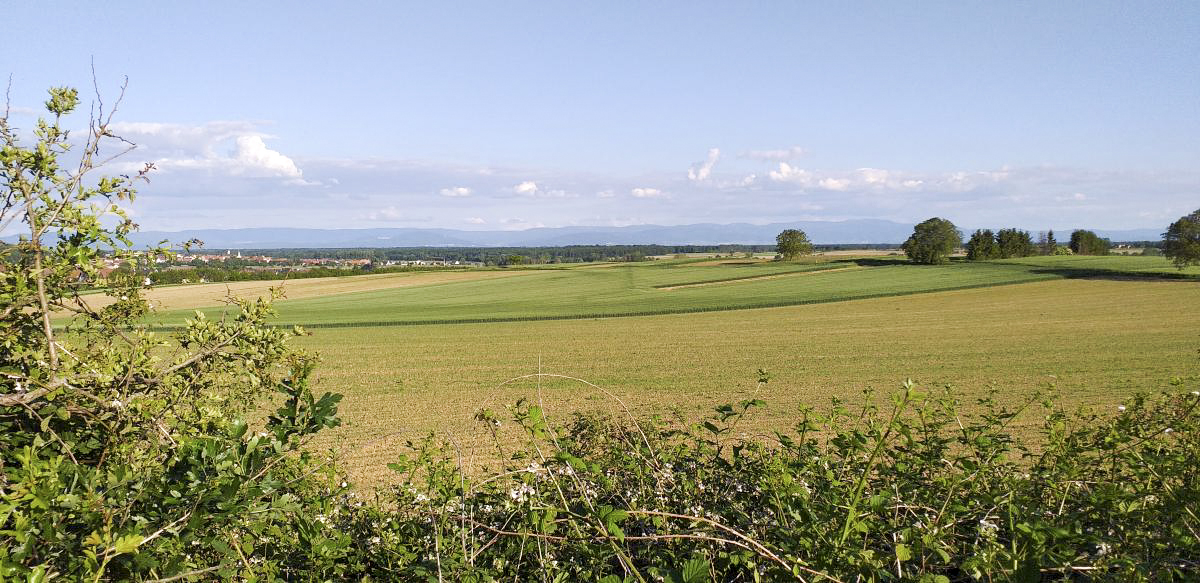 Ligne Maginot - OBERROEDERN NORD - (Casemate d'infanterie - Double) - Vue depuis la cloche JM (sud-est; ravins montant de Stundwiller, par où est arrivée l'attaque de l'infanterie allemande)