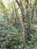 Ligne Maginot - KUBELMUEHLE 1 (AVANT POSTE) - (Blockhaus pour canon) - Tranchée à proximité du bloc