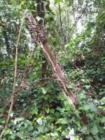 Ligne Maginot - KUBELMUEHLE 1 (AVANT POSTE) - (Blockhaus pour canon) - Reste de réseau barbelés devant le créneau nord-ouest
