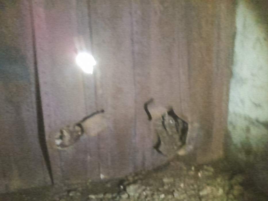 Ligne Maginot - HOLBACH - (Casemate d'infanterie) -  - SIEBENS Gilles