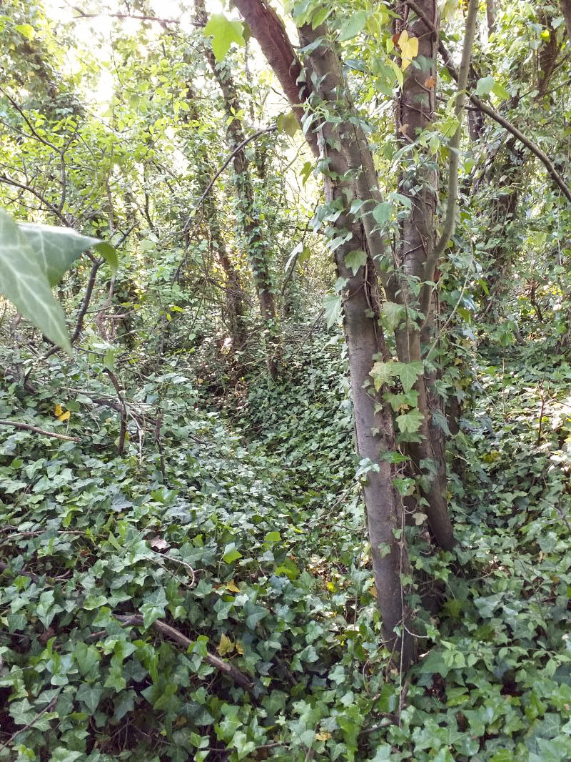 Ligne Maginot - KUBELMUEHLE 1 (AVANT POSTE) - (Blockhaus pour canon) - Tranchée à proximité du bloc - gregfuchs