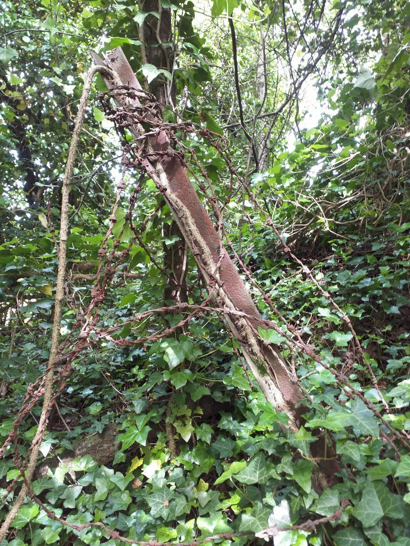 Ligne Maginot - KUBELMUEHLE 1 (AVANT POSTE) - (Blockhaus pour canon) - Reste de réseau barbelés devant le créneau nord-ouest - gregfuchs
