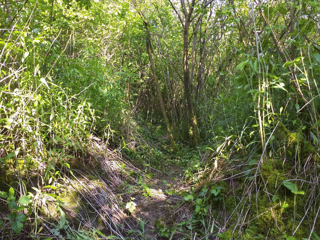Ligne Maginot - KUBELMUEHLE 2 (AVANT POSTE) - (Blockhaus pour canon) - Tranchée à proximité du bloc - gregfuchs