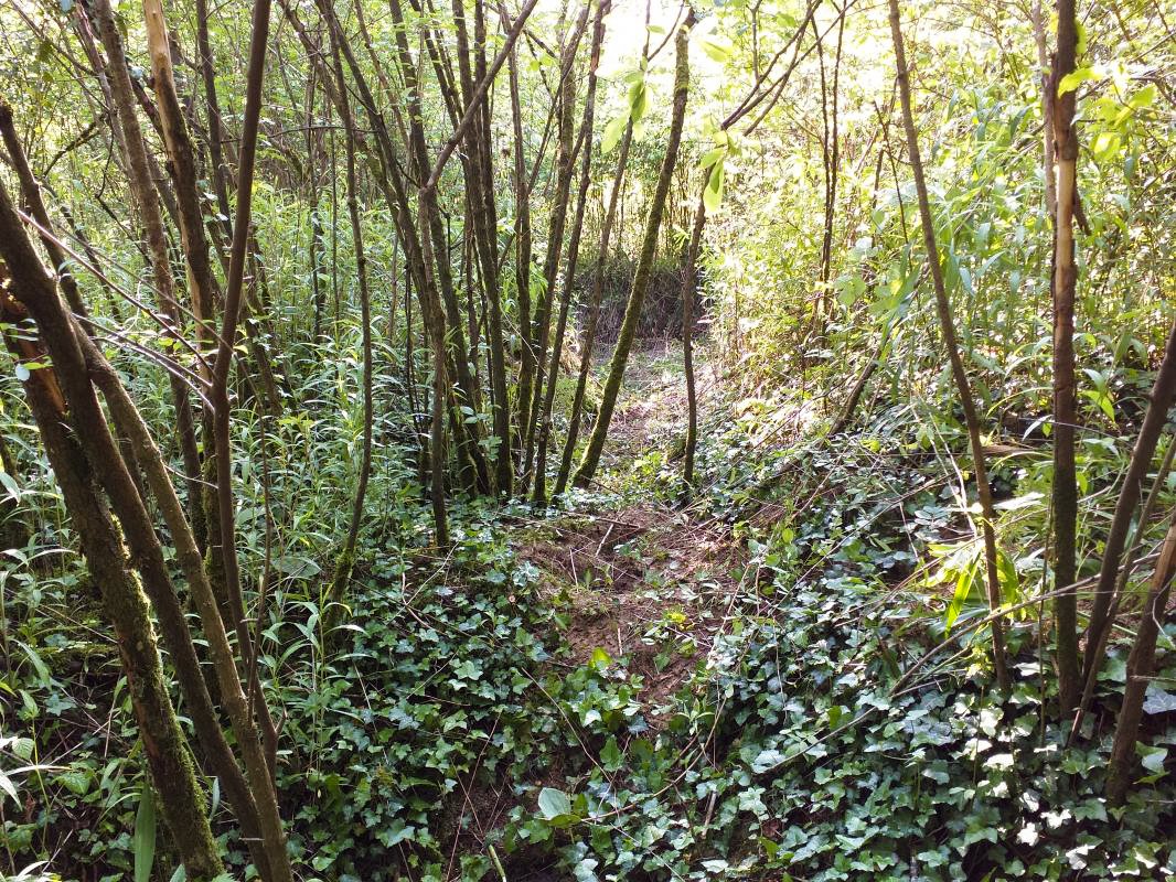 Ligne Maginot - KUBELMUEHLE 2 (AVANT POSTE) - (Blockhaus pour canon) - Tranchée vers une position (abri léger ?) - gregfuchs