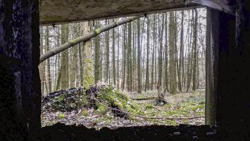 Ligne Maginot - DRACHENBRONN SUD EST - (Casemate d'infanterie) - Vue depuis le créneau JM et canon de 37