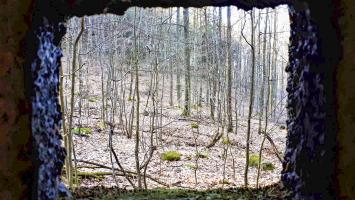 Ligne Maginot - PFAFFENBRONN 5 - (Blockhaus pour arme infanterie) - Vue depuis le créneau latéral