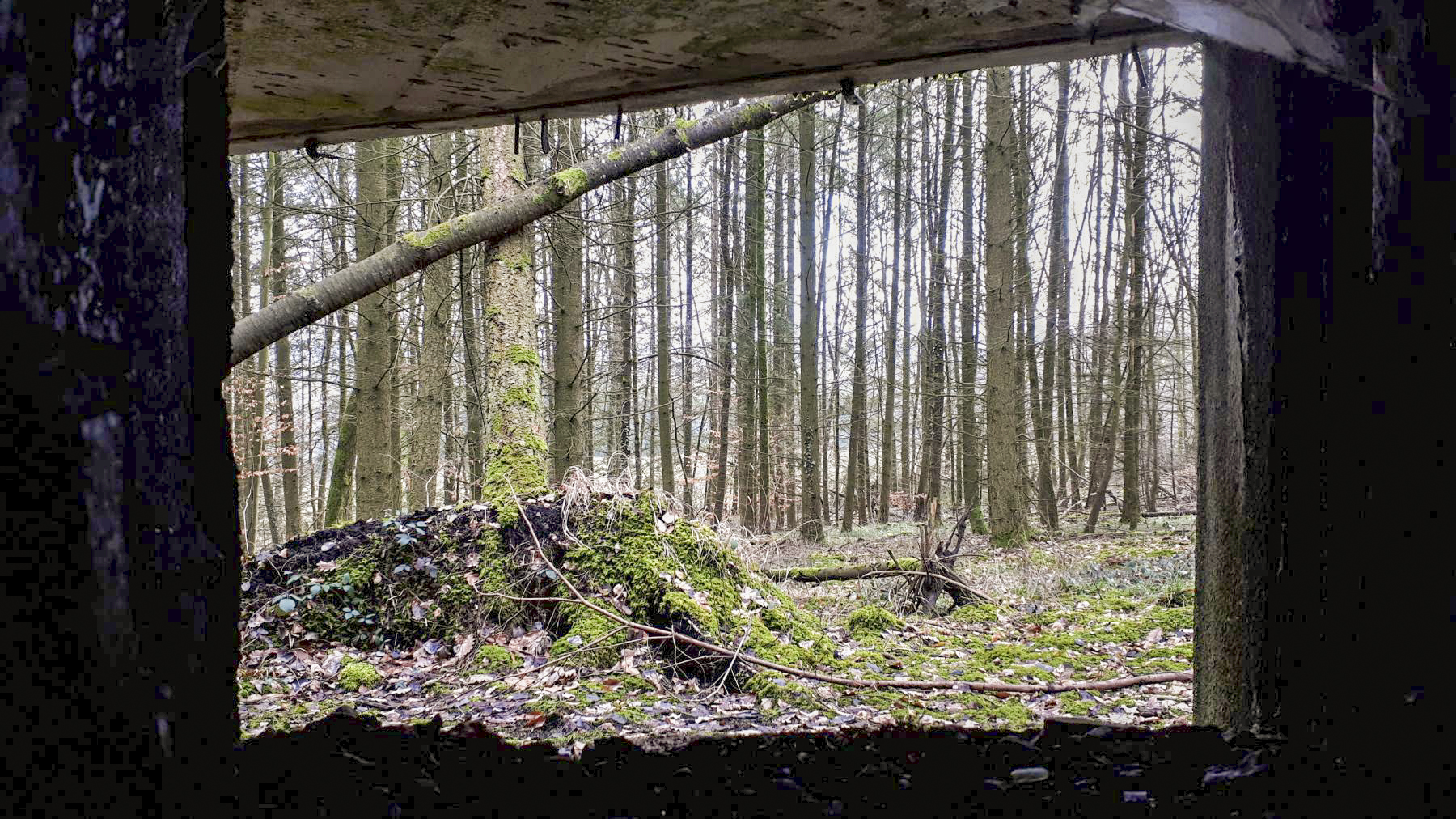 Ligne Maginot - DRACHENBRONN SUD EST - (Casemate d'infanterie) - Vue depuis le créneau JM et canon de 37 - Gregory Fuchs