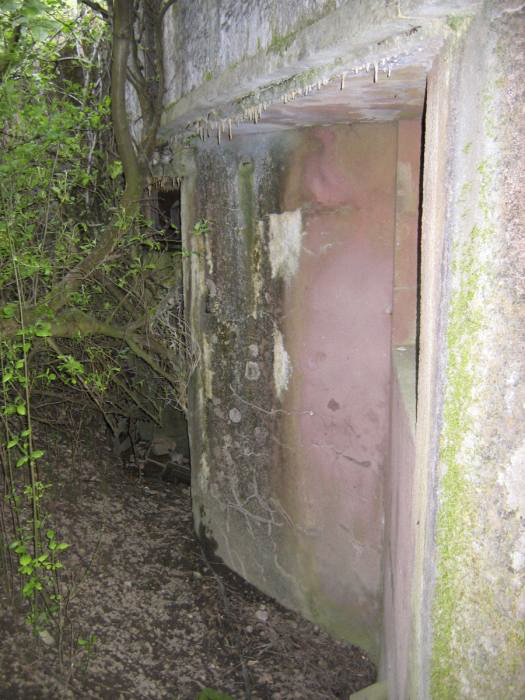 Ligne Maginot - Casemate d'infanterie de Muehlrhein - La casemate dans son inextricable végétation