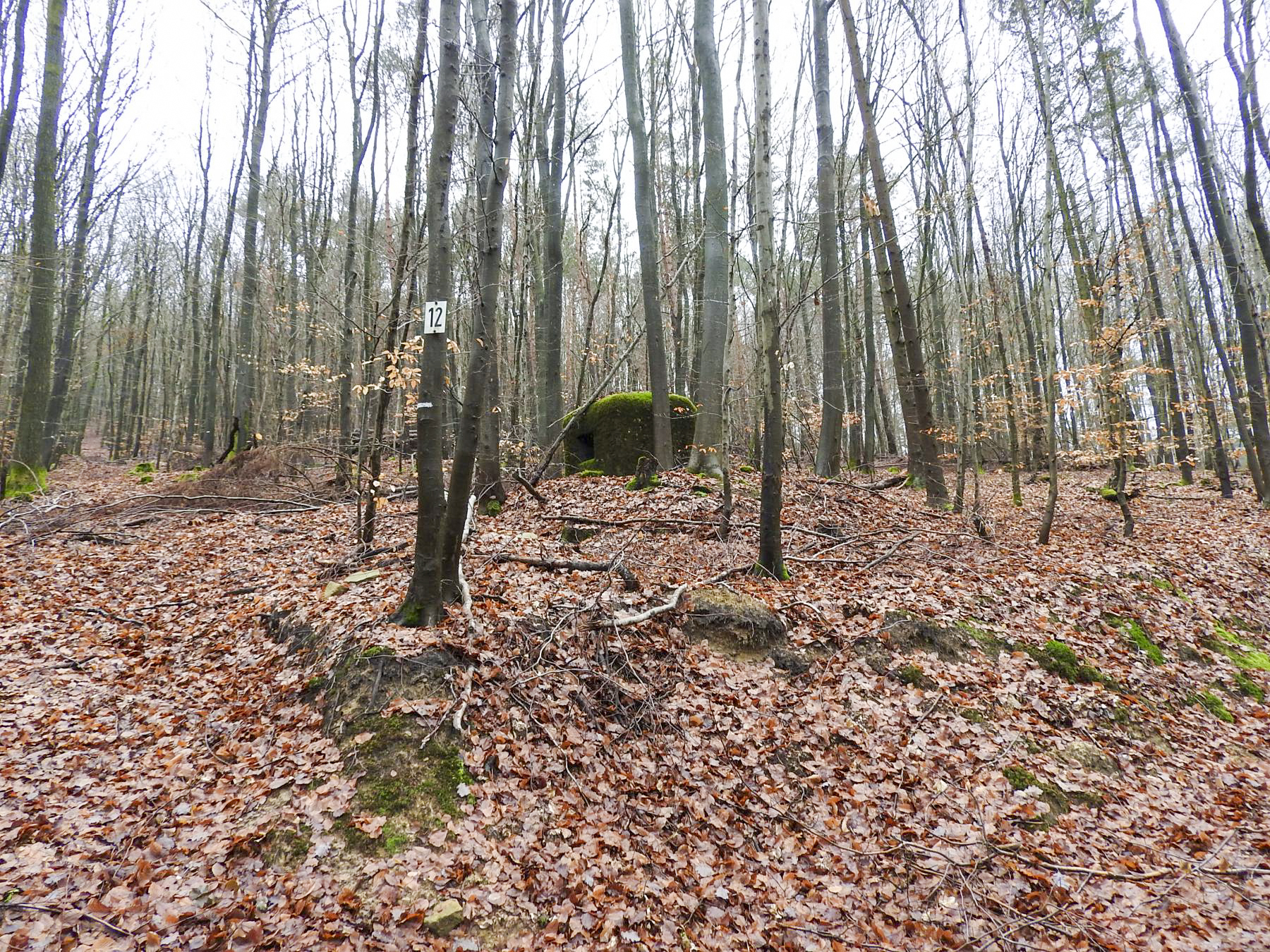 Ligne Maginot - PFAFFENBRONN 2 - (Blockhaus pour arme infanterie) - Le bloc vu depuis le chemin forestier