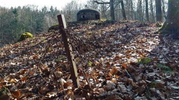 Ligne Maginot - GUNSTHAL FERME OUEST - (Blockhaus pour arme infanterie) - Réseau barbelés devant la cloche GFM