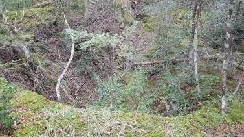 Ligne Maginot - BOIS NOIR 1 - (Abri) -  
