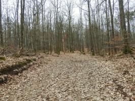 Ligne Maginot - BIESENBERG Bis - (Barrage de Route) - Le chemin forestier ou se trouve le barrage avec la butte de la casemate 4 du Biesenberg (flêche rouge)