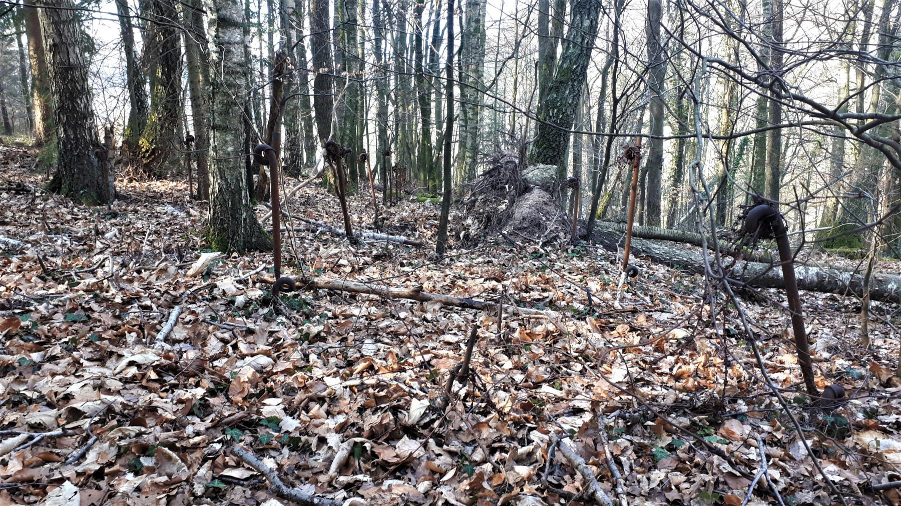 Ligne Maginot - NAGELSTHAL - (Blockhaus pour arme infanterie) - Réseau barbelés