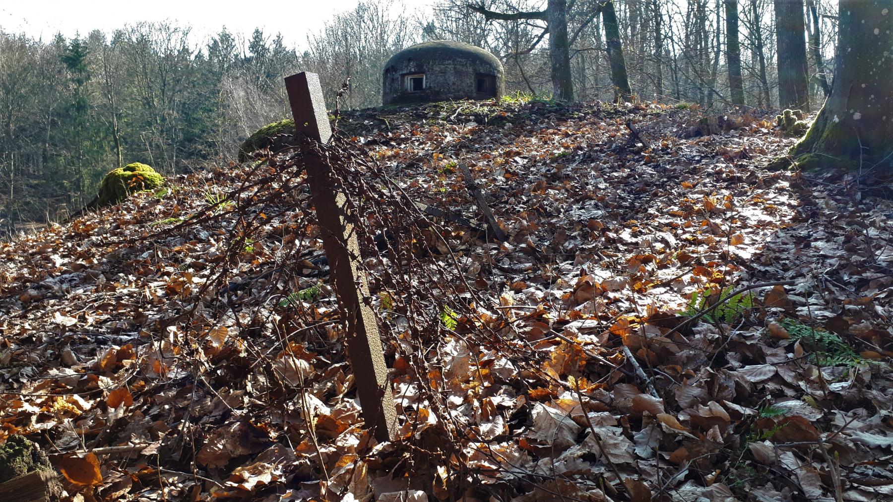 Ligne Maginot - GUNSTHAL FERME OUEST - (Blockhaus pour arme infanterie) - Réseau barbelés devant la cloche GFM