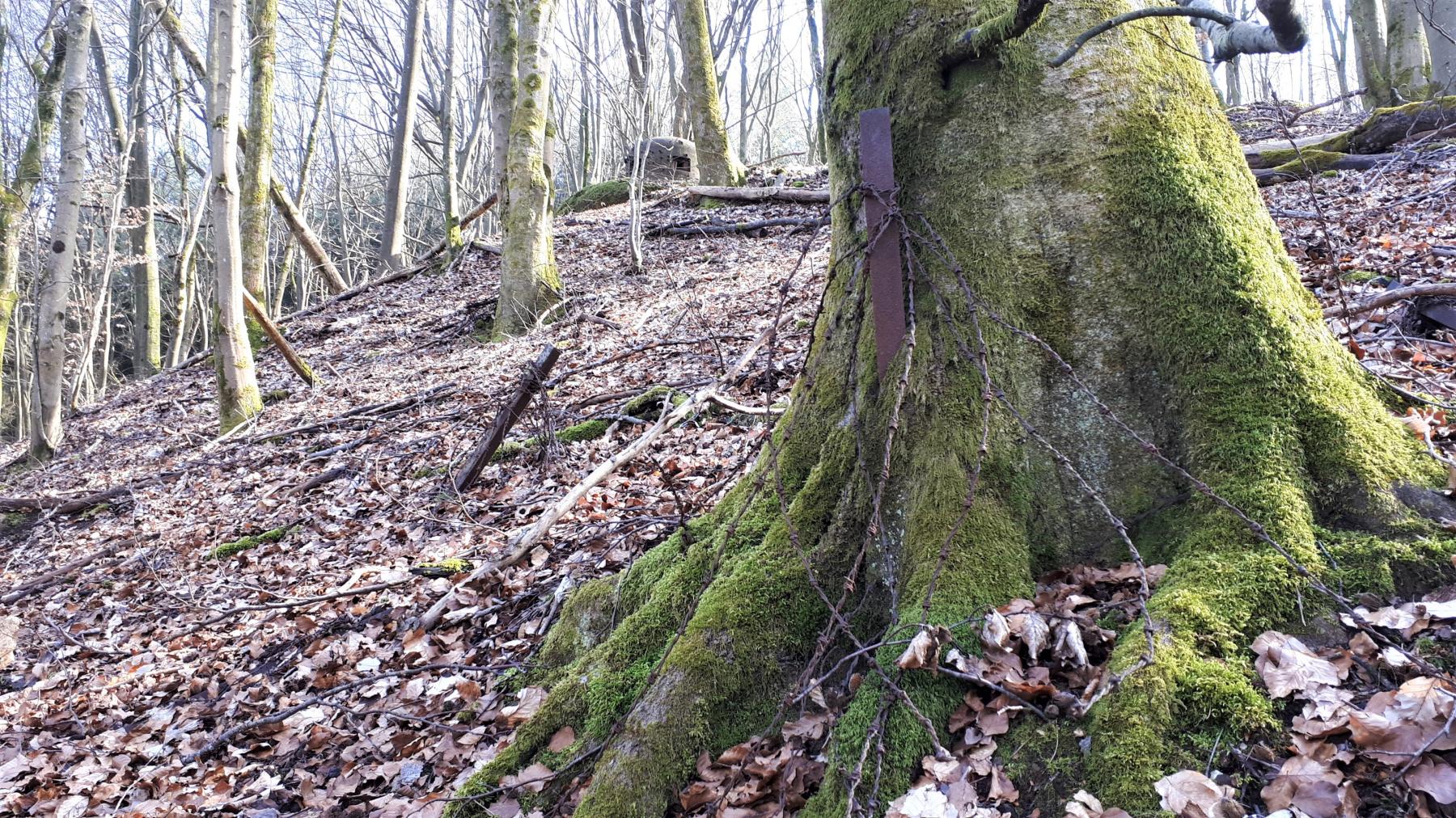 Ligne Maginot - MARKBACH - (Blockhaus pour arme infanterie) - Réseau de barbelés