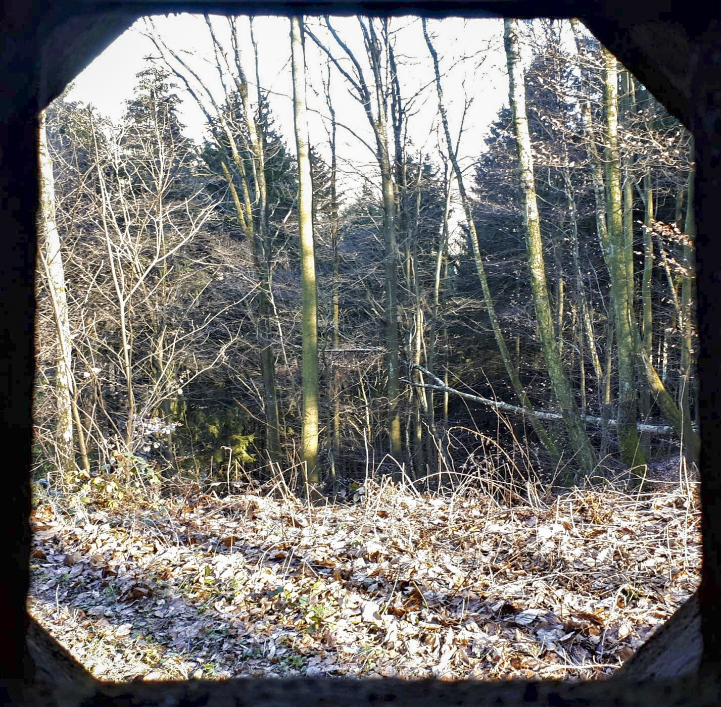 Ligne Maginot - GUNSTHAL COL EST - (Blockhaus pour arme infanterie) - Vue depuis le créneau FM de la chambre de tir
