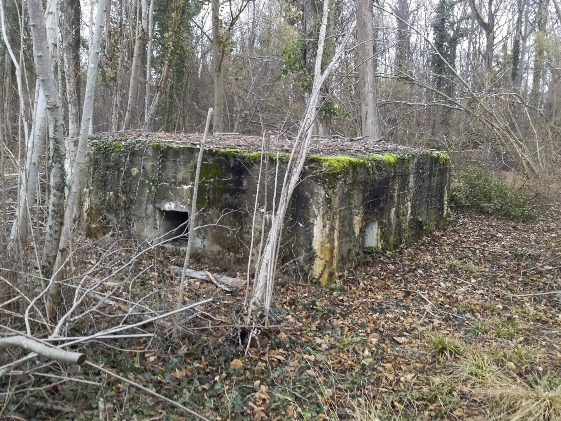 Ligne Maginot - BOIS D'ARTZENHEIM 2 - (PC) -  - Joel Muntzinger