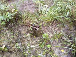 Ligne Maginot - DF10 - (Chambre de coupure) - 