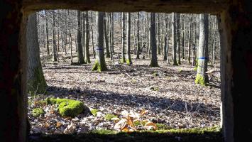 Ligne Maginot - FM39 - DIEBSKOPF 1 - (Blockhaus pour arme infanterie) - Vue depuis le créneau latéral gauche, vers le sommet du Diebskopf