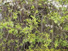 Ligne Maginot - FM65 - EICHHOLTZ 3 - (Blockhaus pour arme infanterie) - 